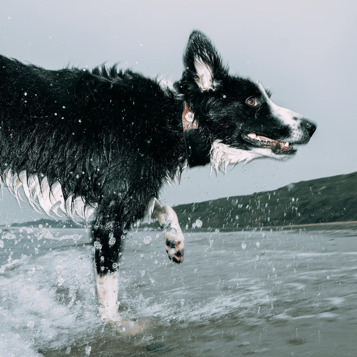 Fi Launches the First Starlink Dog Collar